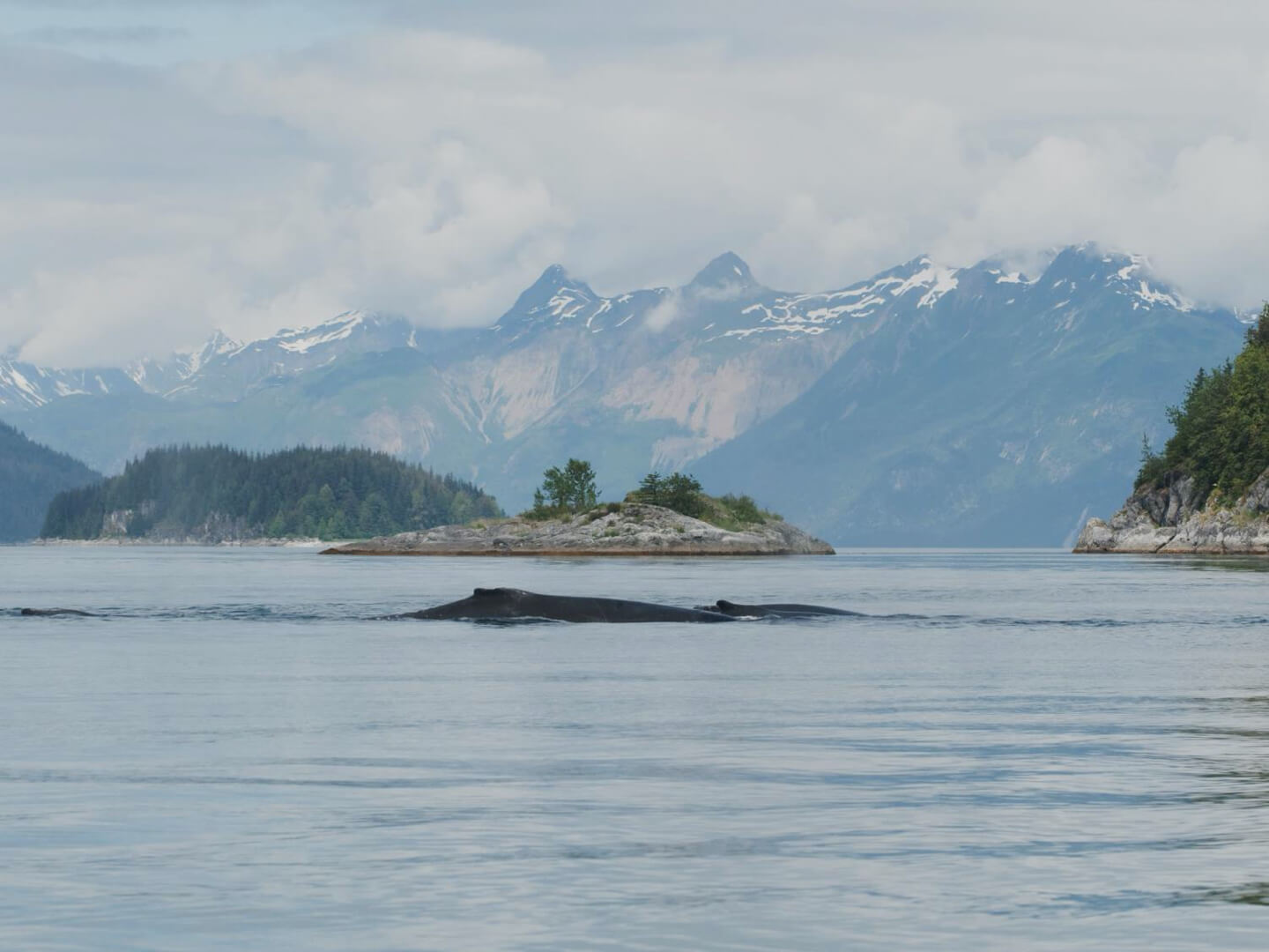 Humpback whale in Glacier Bay National Park, Alaska.