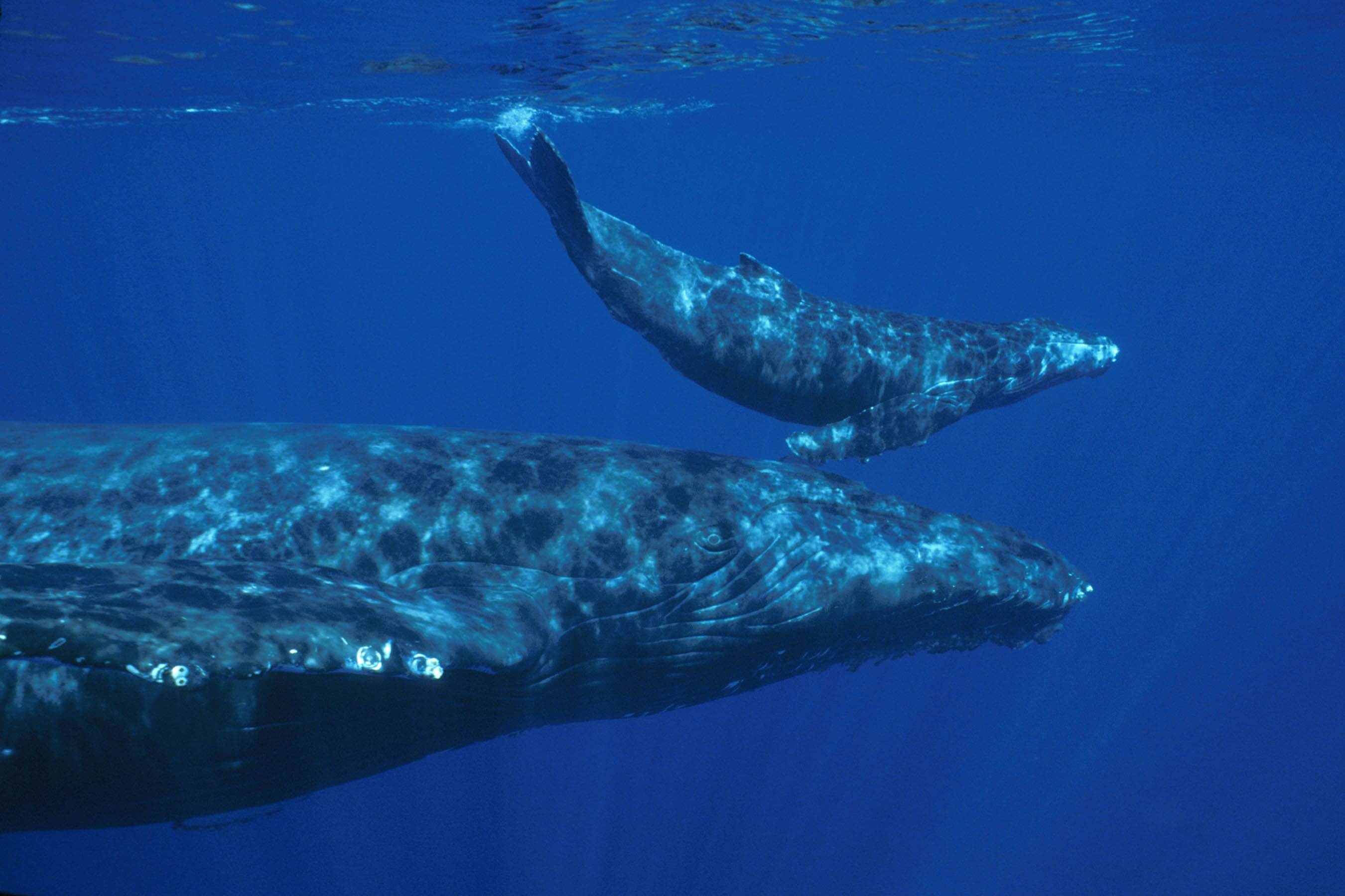 A humpback whale and its calf image