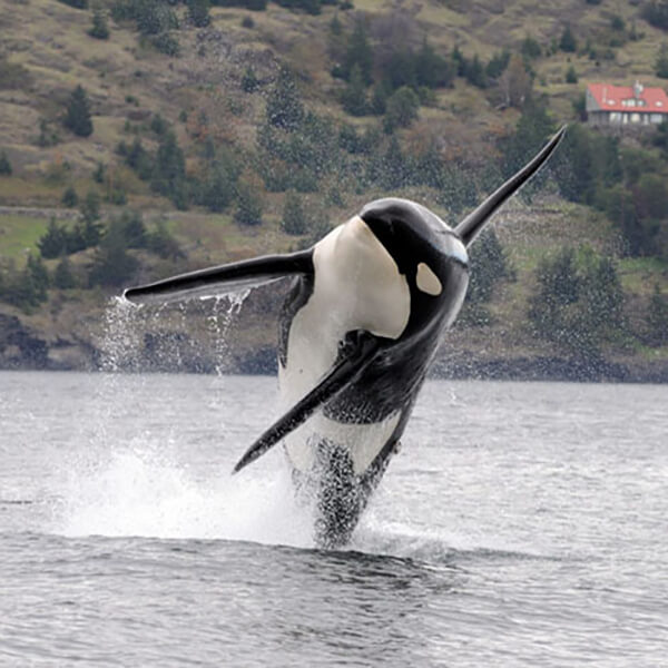 Southern Resident killer whale