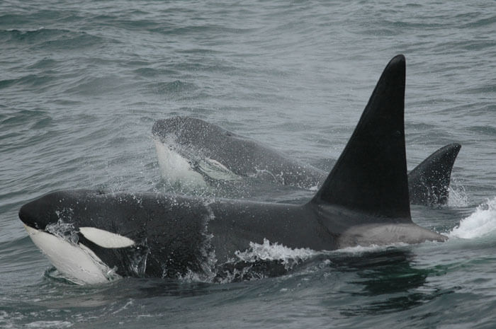 Killer whales