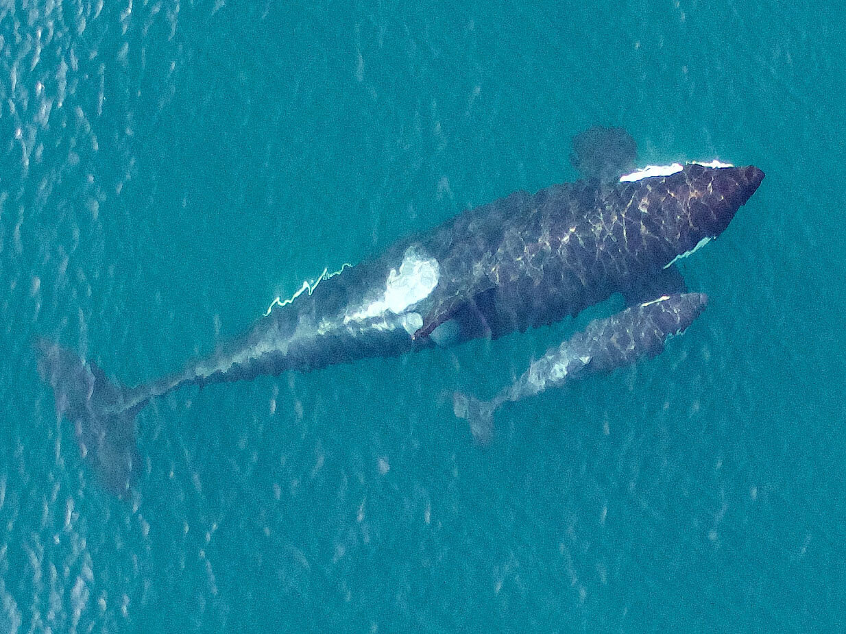 Overhead image of Southern Resident killer whales. This image shows the close bond between mother and calf that will last a lifetime. Photo taken by UAV from above 90 feet under NMFS research permit and FAA flight authorization