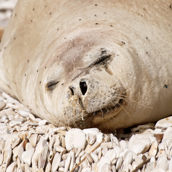 Mediterranean monk seal relaxing on pebble beach.