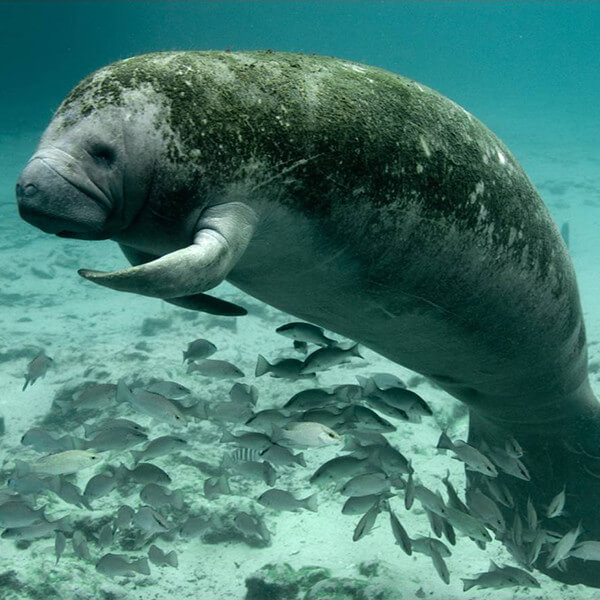Florida Manatee - Marine Mammal Commission