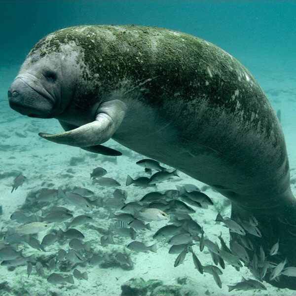 A manatee with fish