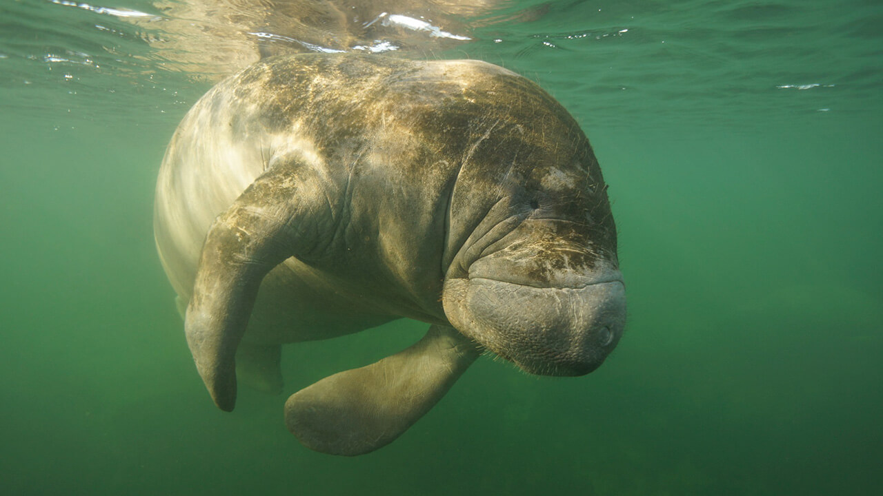 Manatee