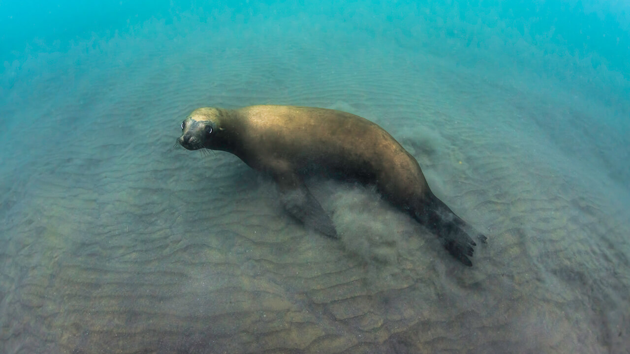 Sea lion