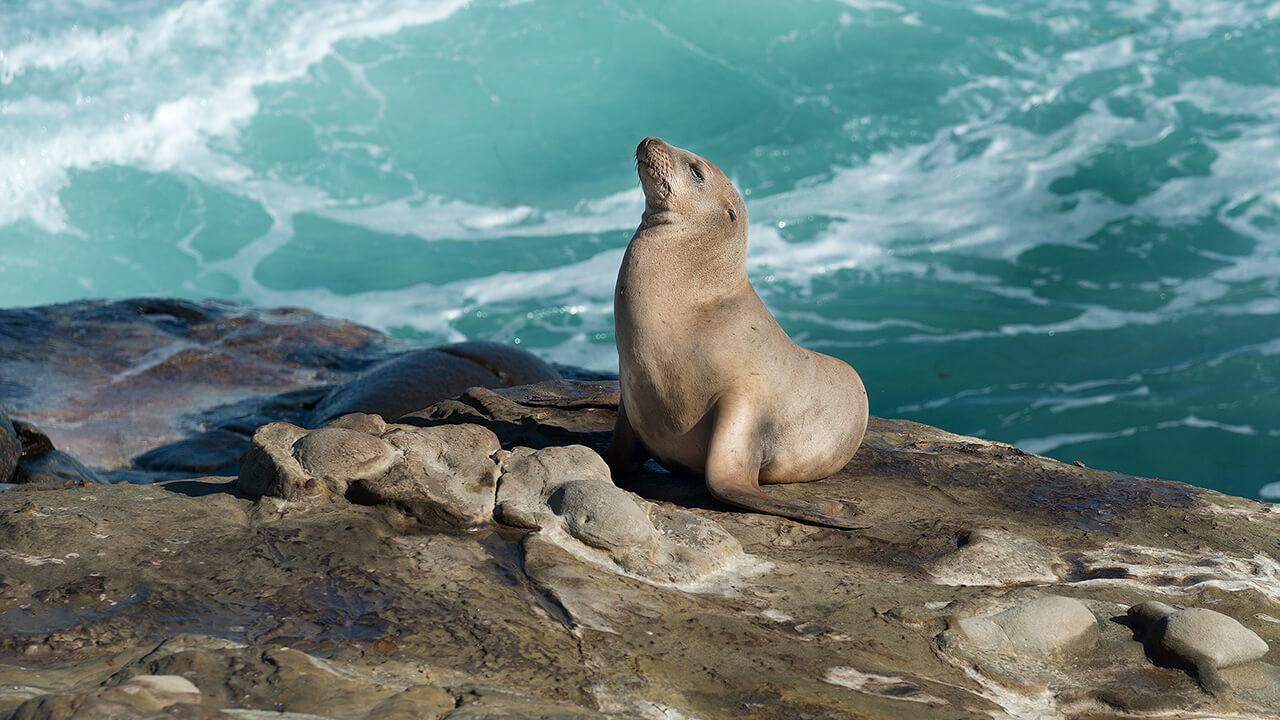 Sea lion