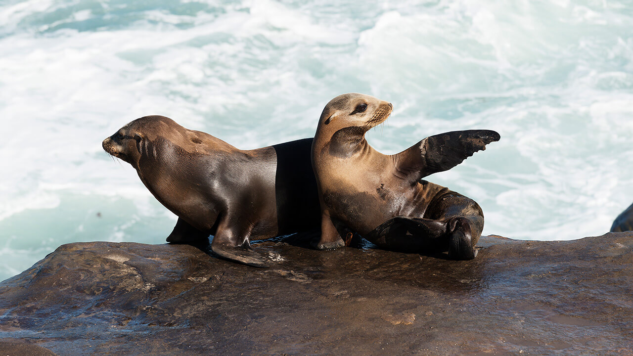 Sea lions