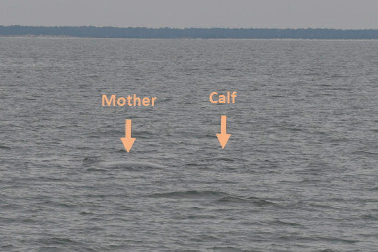 The backs of a mother and calf North Atlantic right whale stick out barely above the water. The image highlights the challenge for vessels of spotting whales and avoiding them.