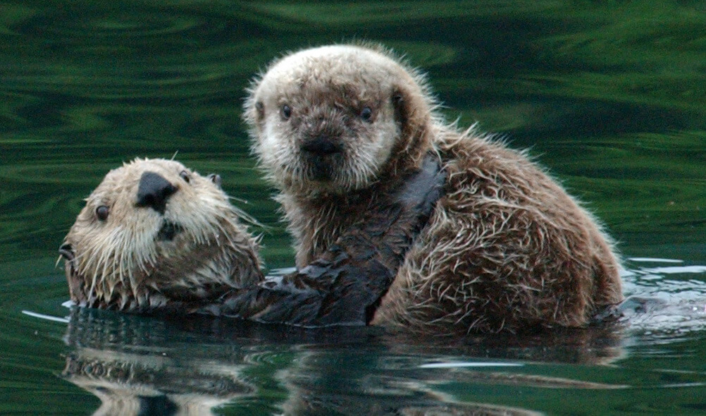 Northern Sea Otter Mom with her pup in the water.