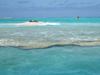 An endangered Hawaiian monk seal resting on a small sand spit.