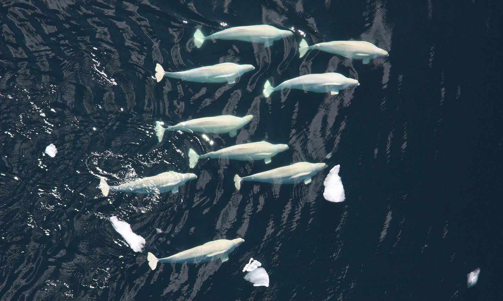 Beluga whale pod in the Chukchi sea