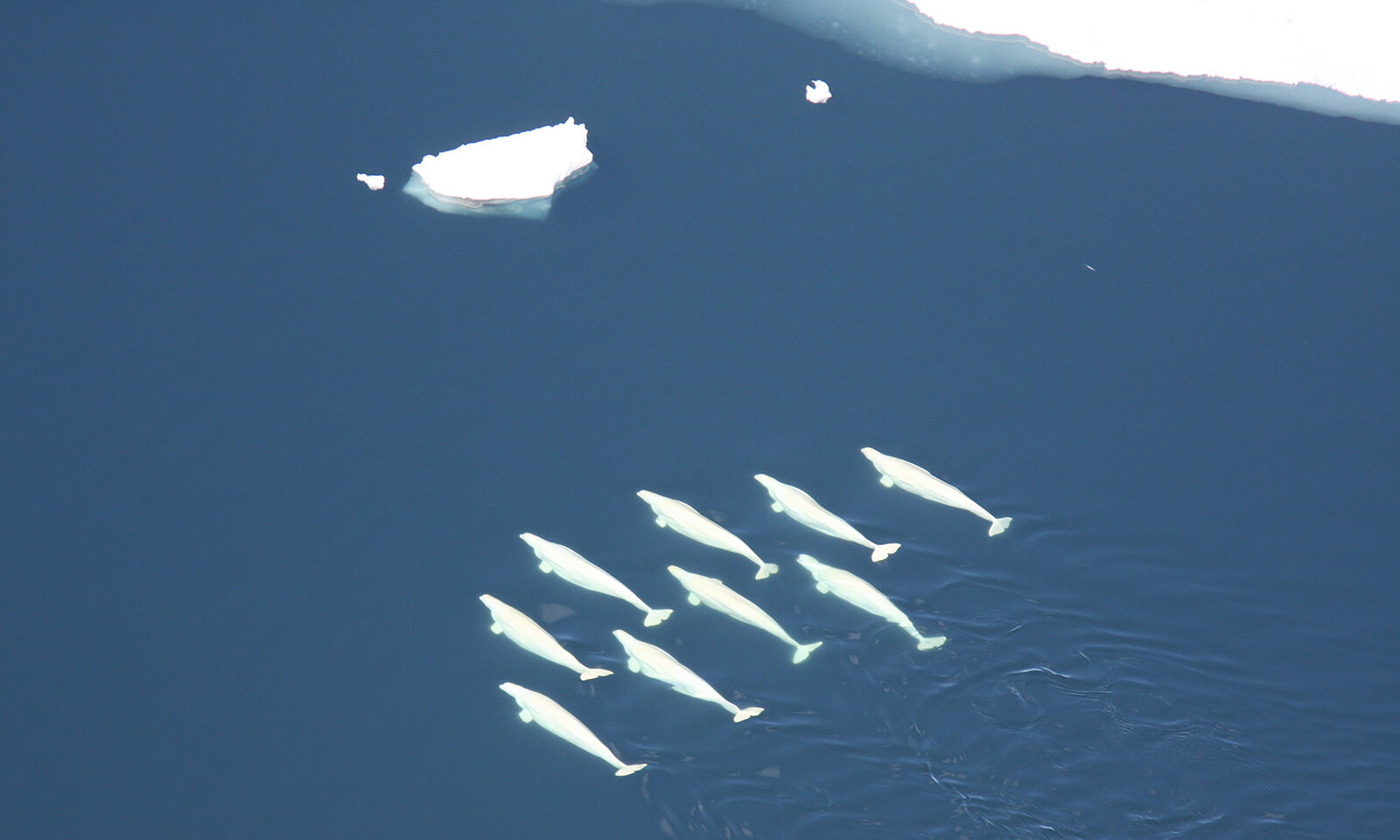 Beluga whale pod in the Chukchi sea