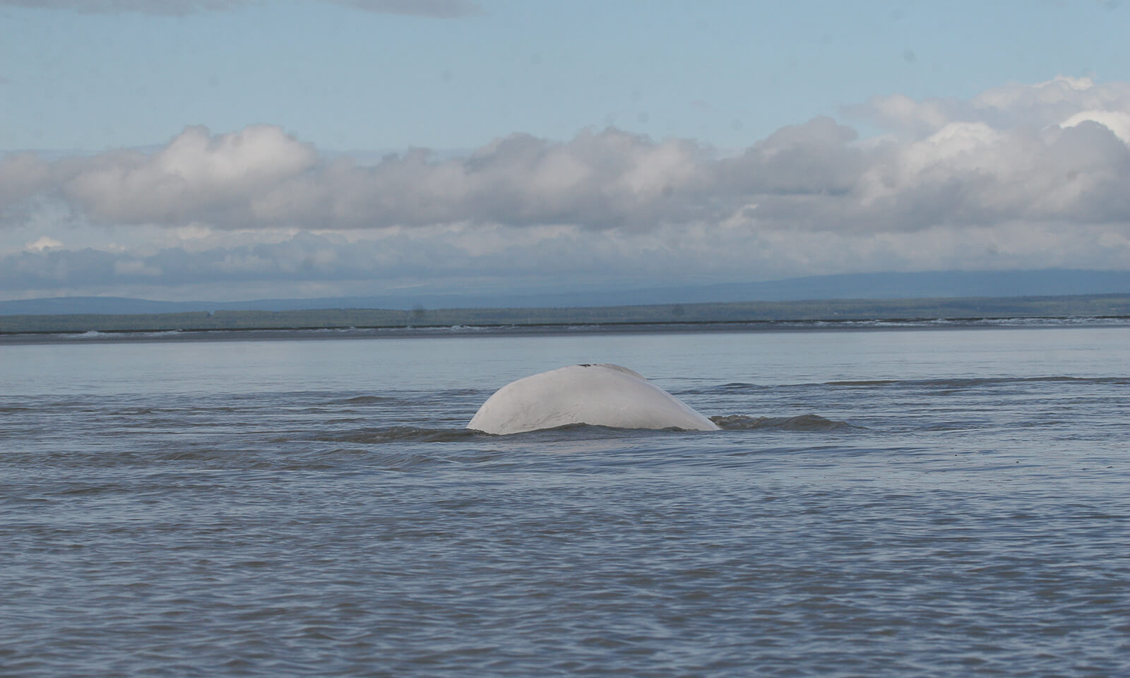 Beluga whale dorsal