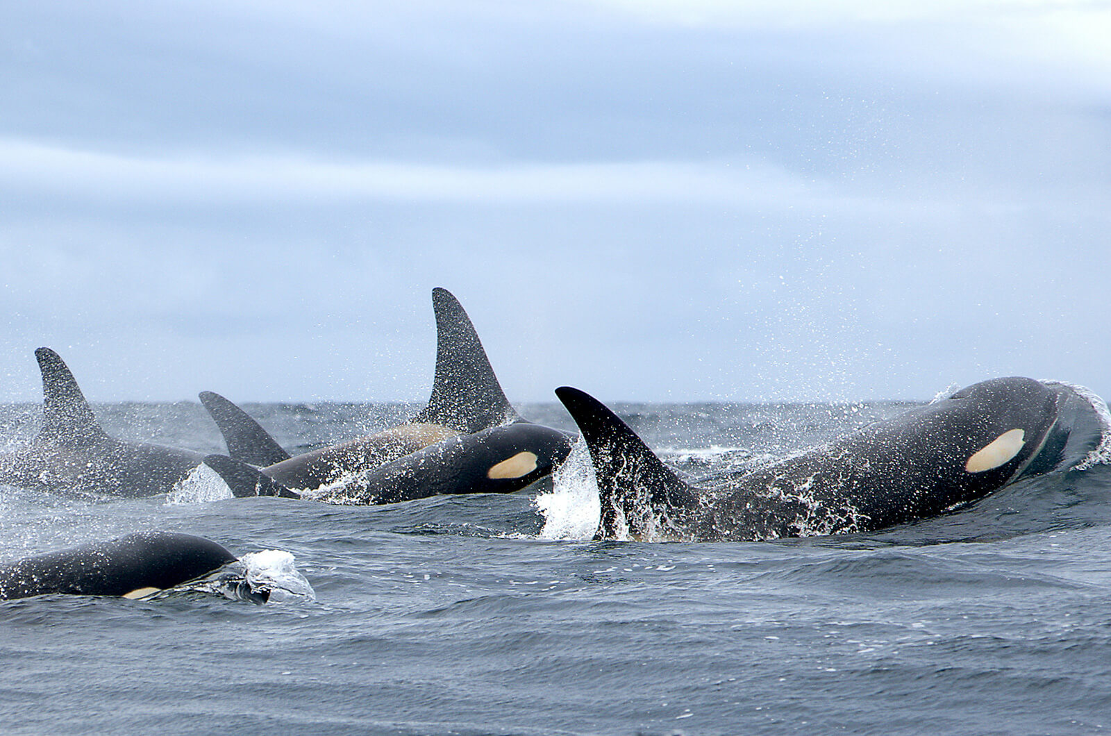 Killer whales image