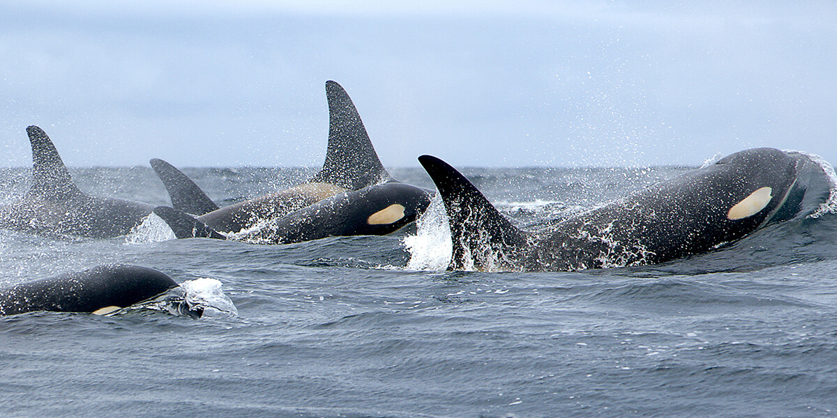 Southern Resident Killer Whale - Marine Mammal Commission