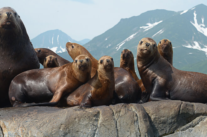Steller sea lions range along the North Pacific Rim from northern Japan to California image