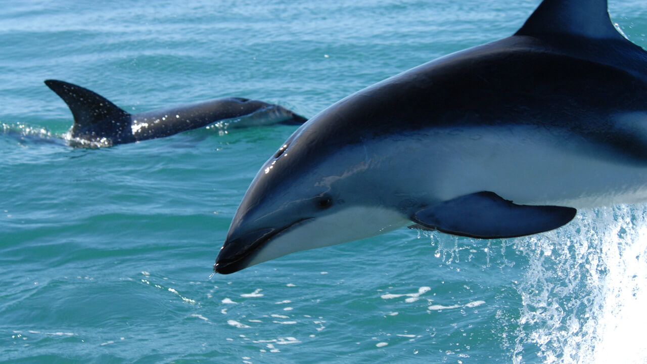 Dusky dolphins