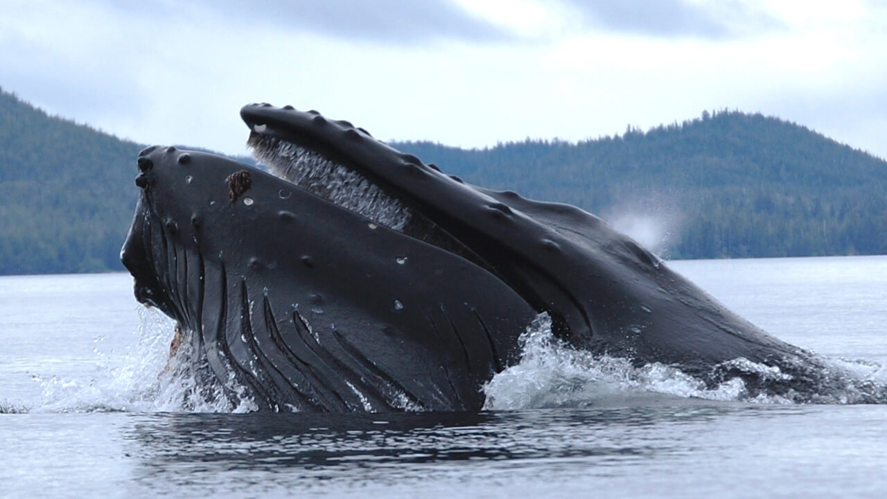 Humpback whale