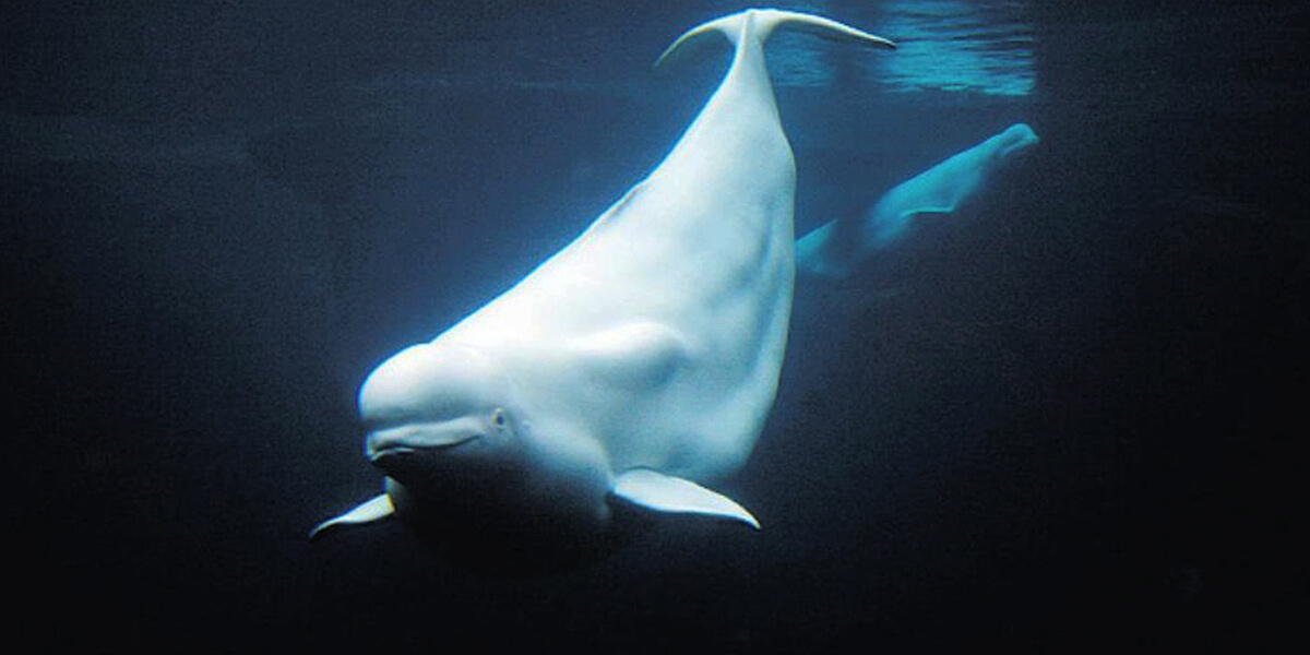 Beluga whales swimming underwater.