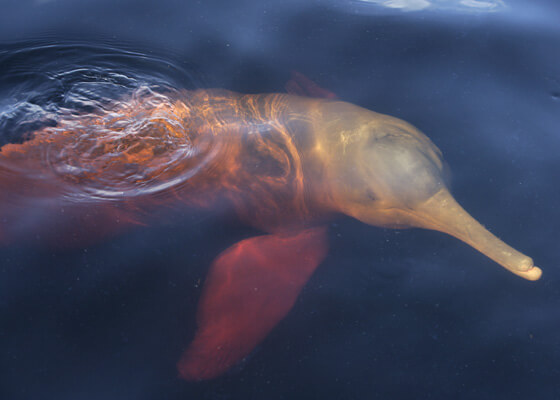 Amazon river dolphin swimming just below surface of water.