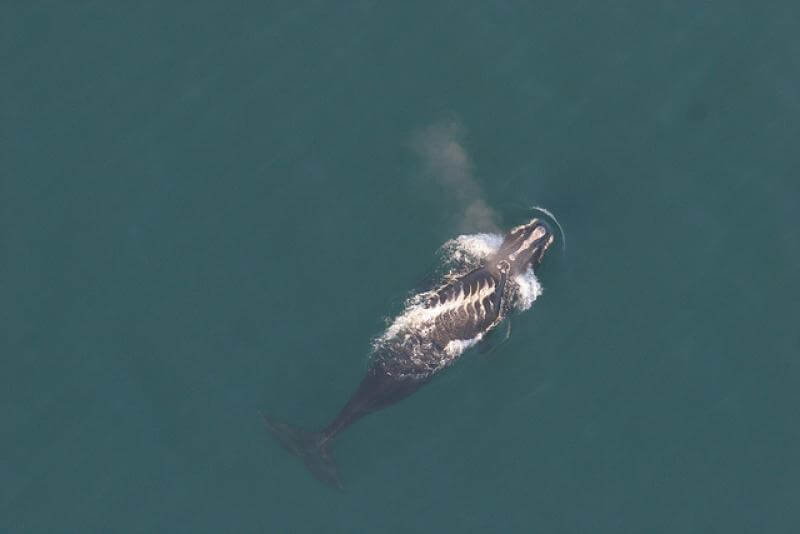 A whale surfaces and scars made by a boat propeller are visible across its back.