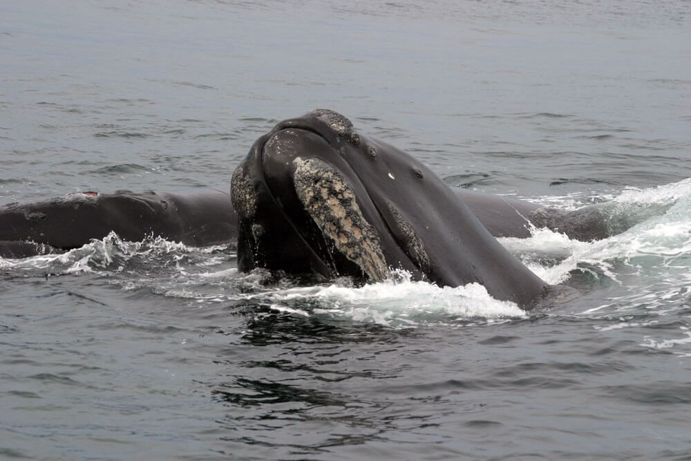 North Atlantic right whale in water.