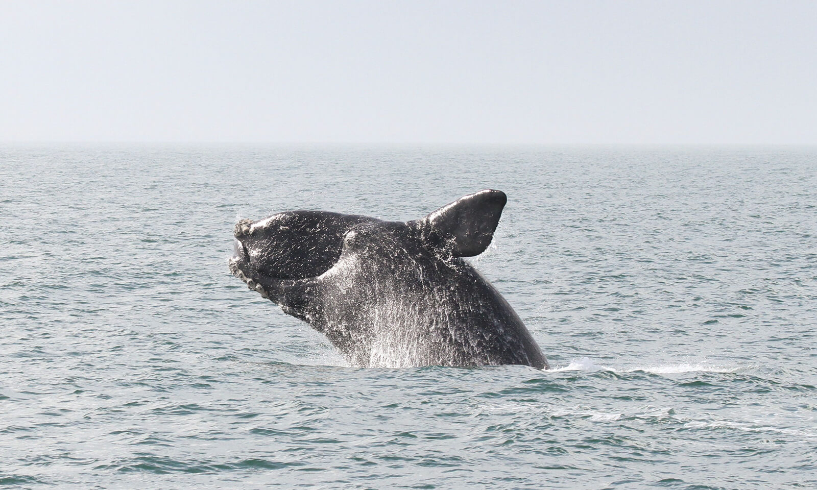 North Atlantic right whale.