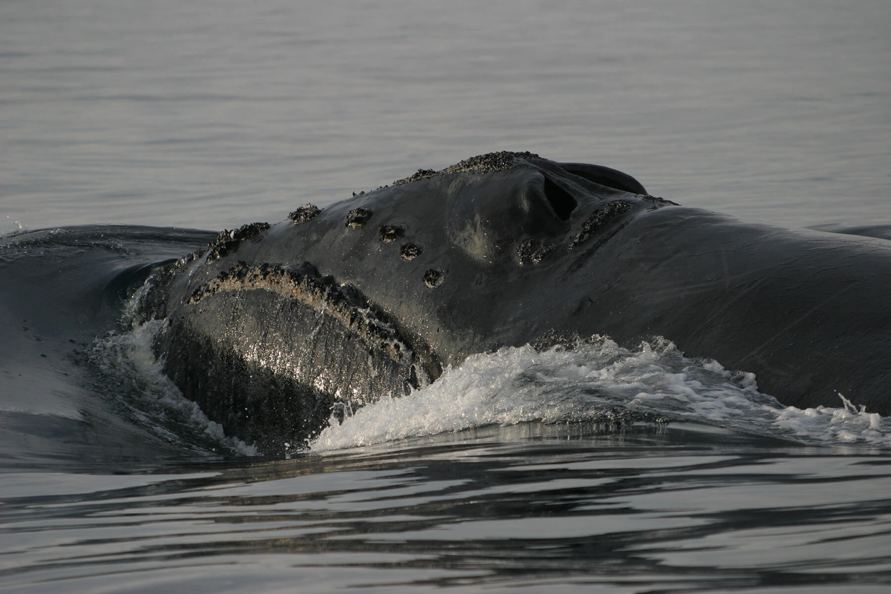 North Pacific Right Whale