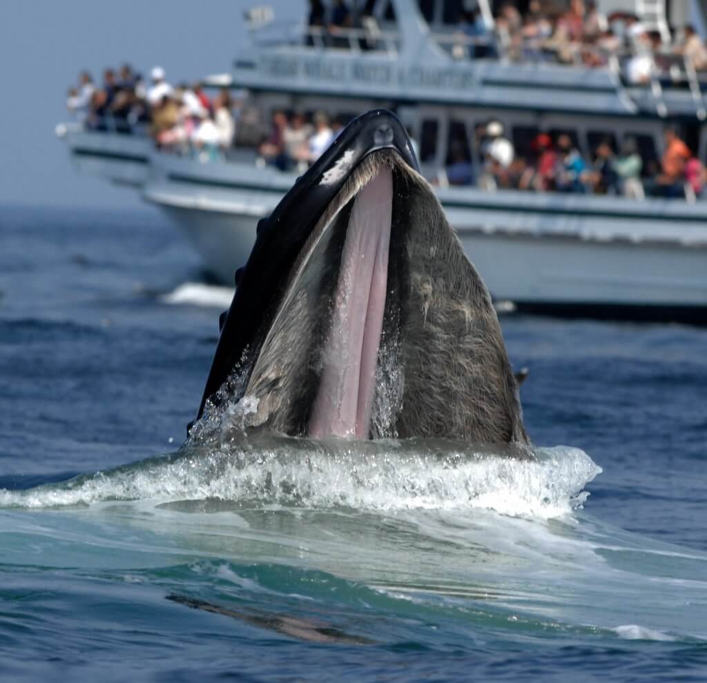 10 Things You Can Do To Save The Ocean