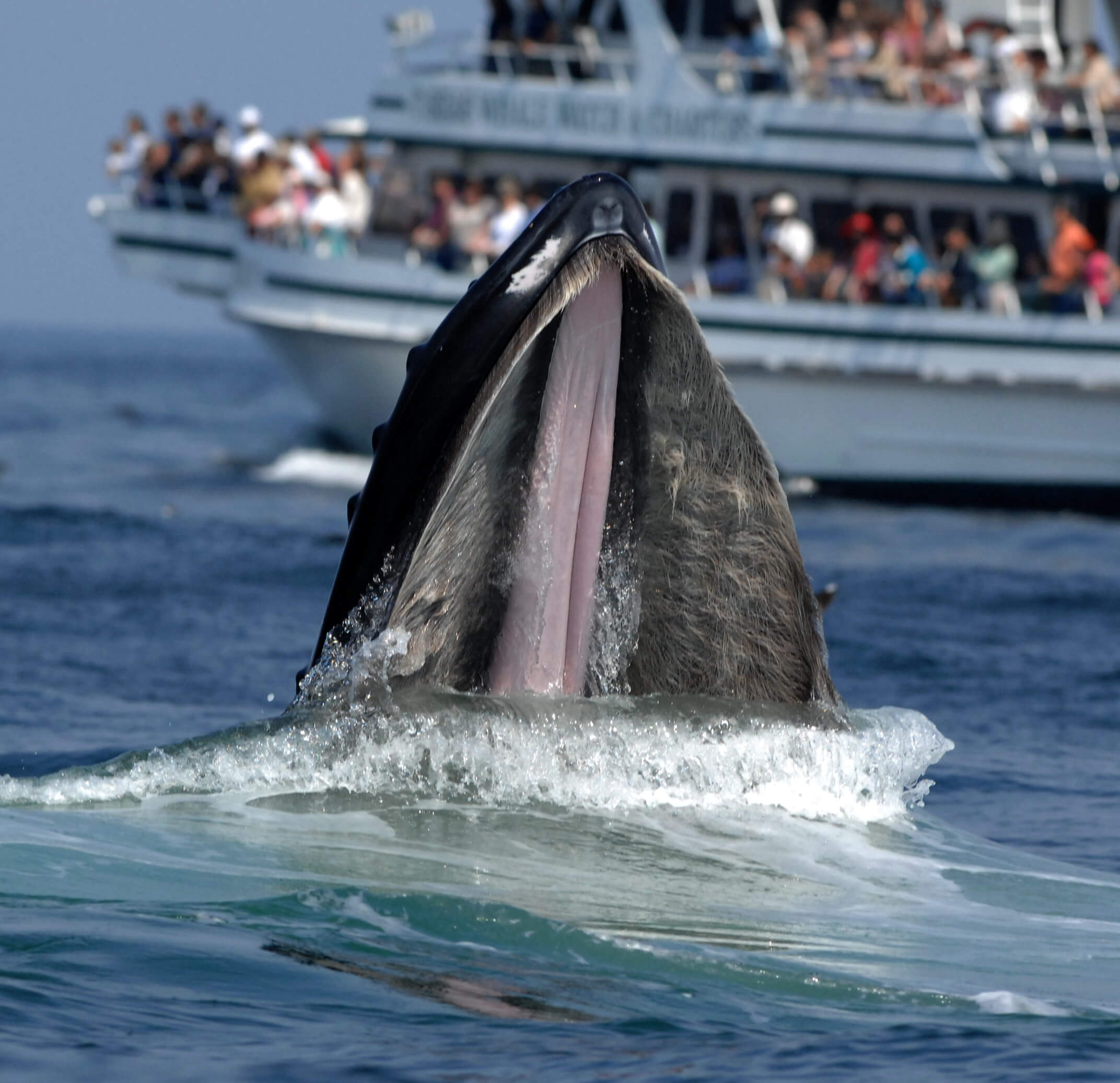 III. Economic Benefits of Marine Conservation