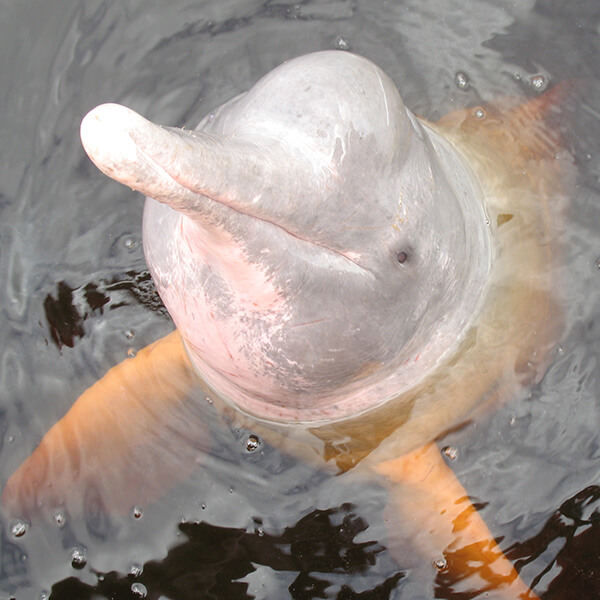 Inia geoffrensis, commonly known as the Amazon river dolphin, is a freshwater river dolphin endemic to the Orinoco, Amazon.