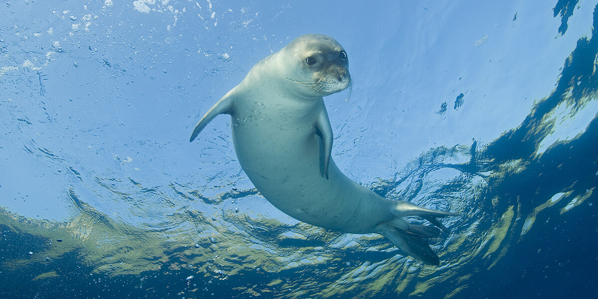 Mediterranean Monk Seal - Marine Mammal Commission