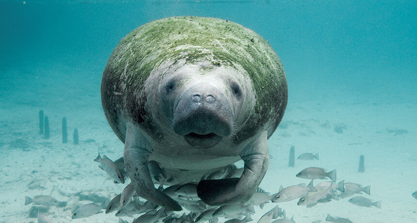 Manatee near Crystal River, Florida