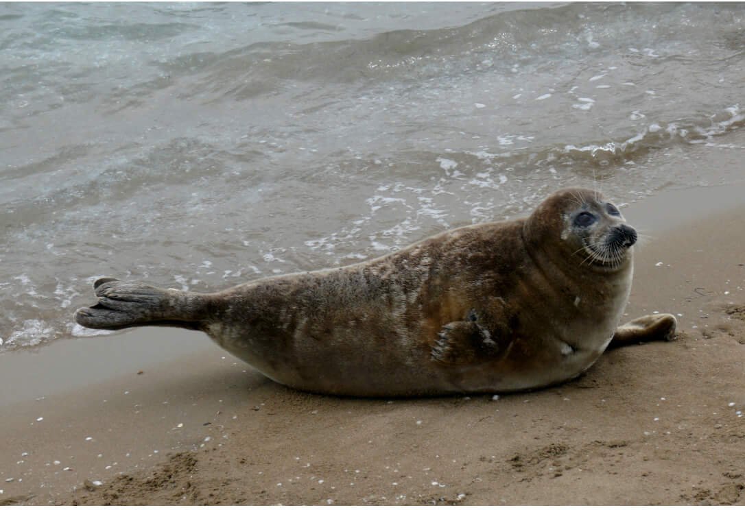 A Caspian lays flat on its stomach on the beach.