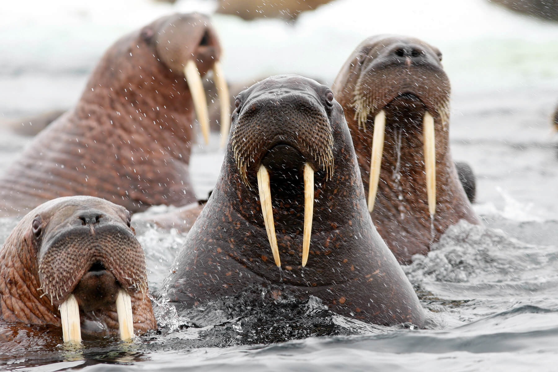 Pacific Walrus Marine Mammal Commission Pacific Walrus Marine Mammal Commission