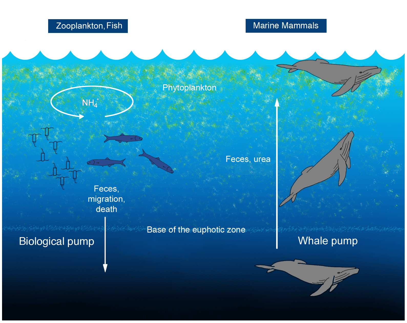 The Value of Marine Mammals - Marine Mammal Commission